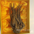 angelica acutiloba root extract